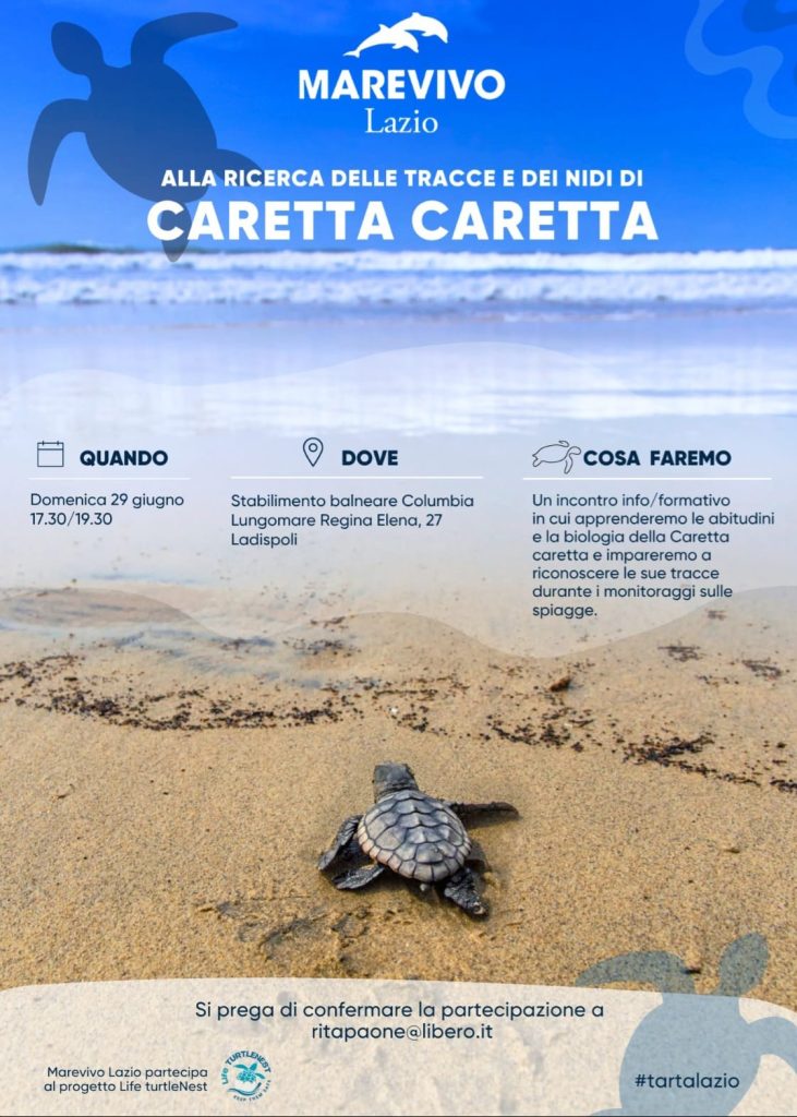 Ladispoli, una tartaruga marina “Carretta Carretta” depone le sue uova tra gli ombrelloni dello stabilimento Columbia