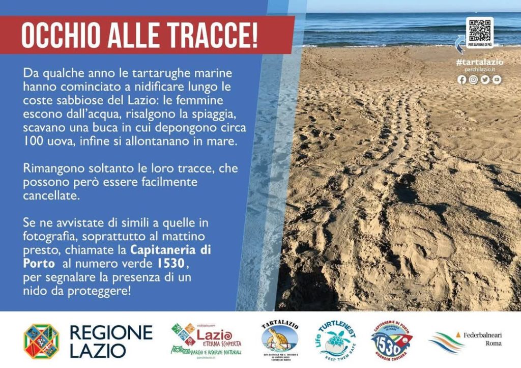 adispoli, una tartaruga marina “Carretta Carretta” depone le sue uova tra gli ombrelloni dello stabilimento Columbia