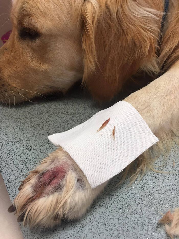Marina di Cerveteri, pericolo forasacchi: diversi cani sottoposti ad intervento chirurgico