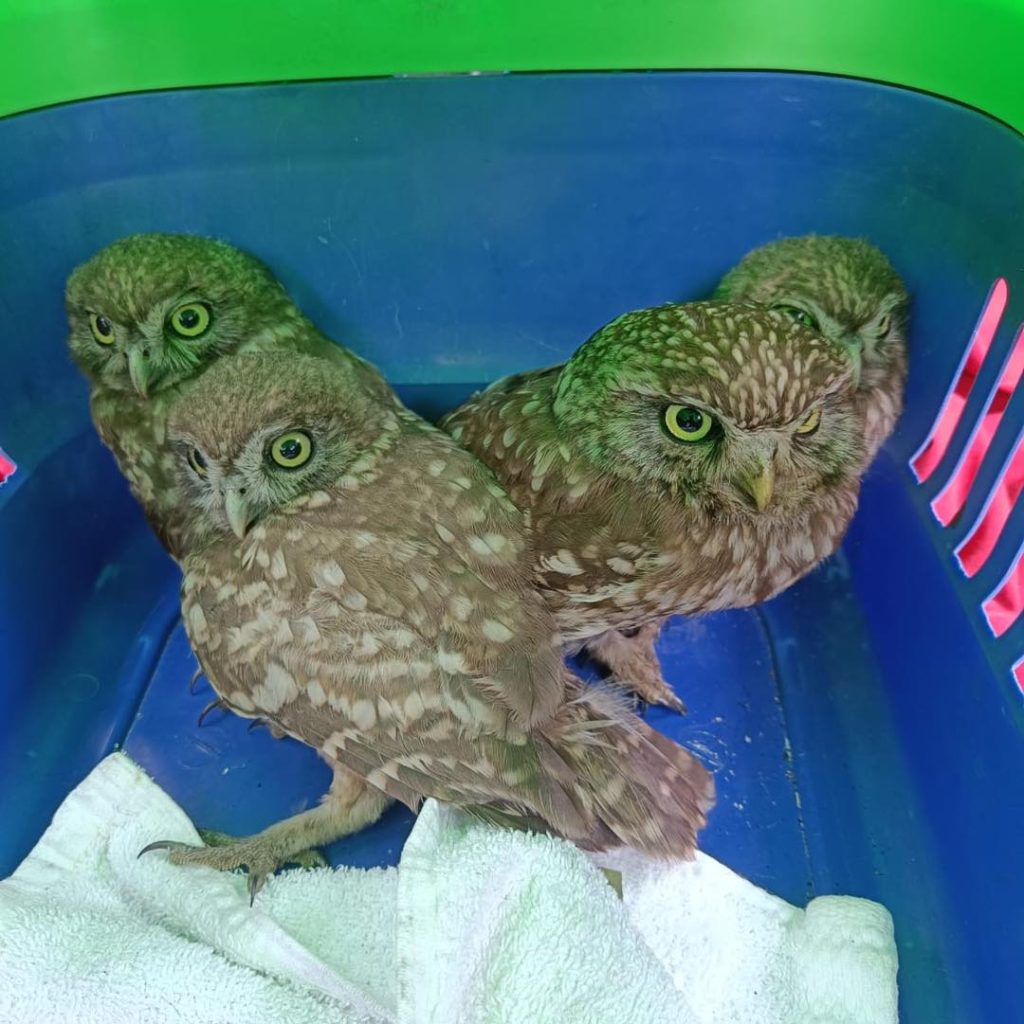 Cerveteri, salvate dalle Zoofile 4 civette intrappolate in un camino
