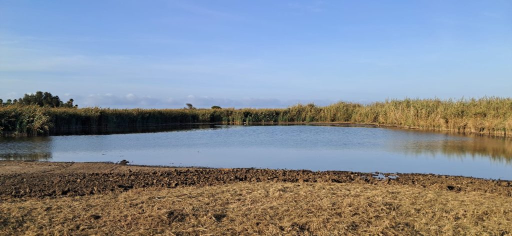 Palude di Torre Flavia, dopo i lavori di manutenzione gli stagni si sono di nuovo riempiti d’acqua