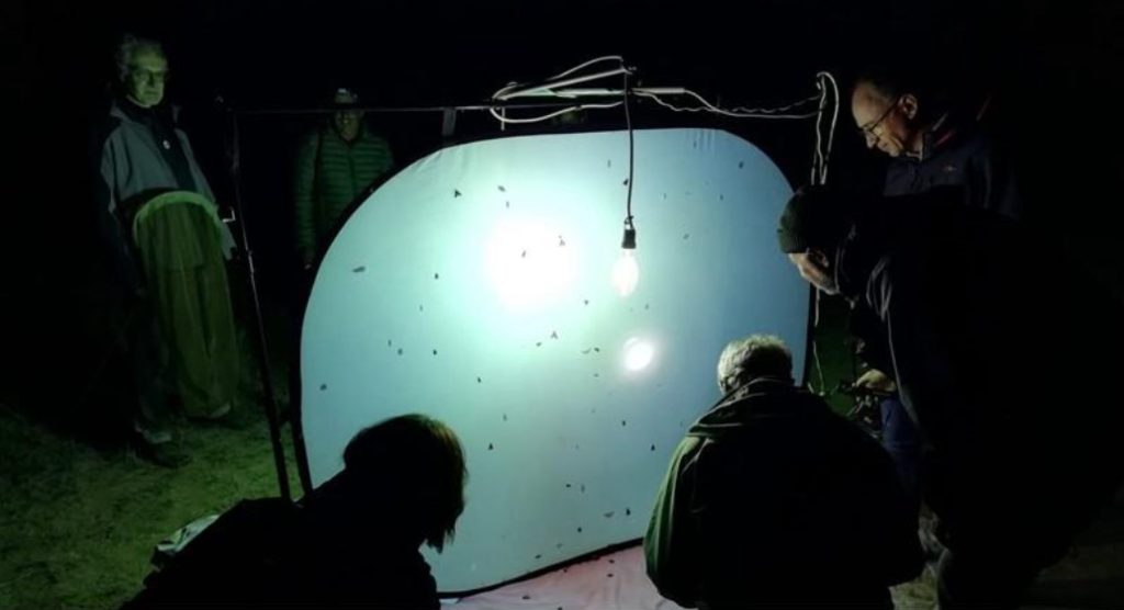 Ladispoli, “Serata al lume”, alla scoperta delle falene di Torre Flavia