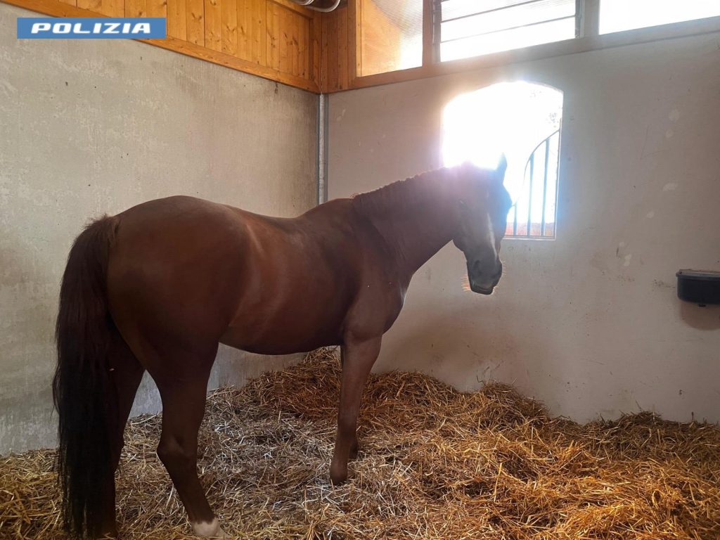 Maxi sequestro della polizia da 1,5 milioni: colpito broker della mano d'opera