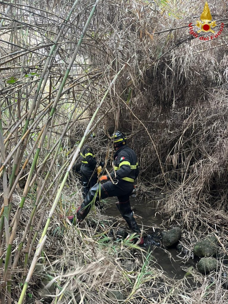 Cerveteri, cavallo finisce in un dirupo. Recuperato dai Vigili del Fuoco