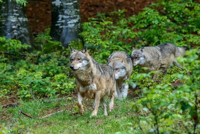 Avvistati lupi nell'area della Pineta Monumentale di Fregene: disposta ordinanza di chiusura