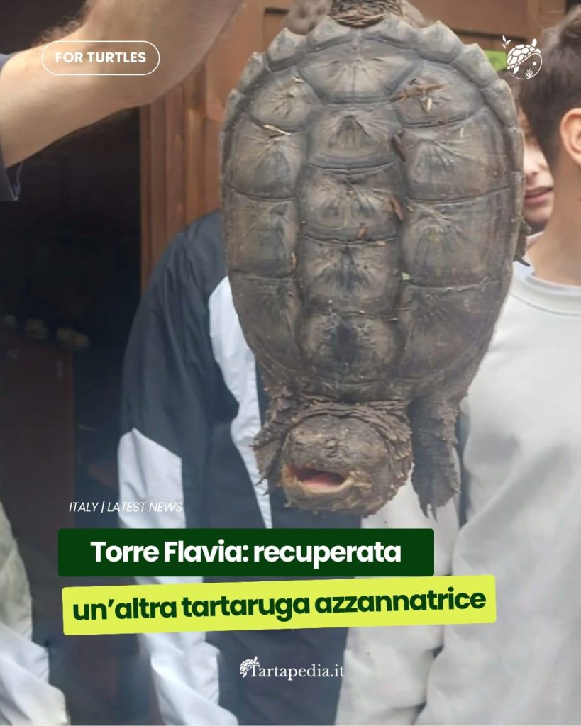 Due tartarughe azzannatrici recuperate in pochi giorni nella Palude di Torre Flavia