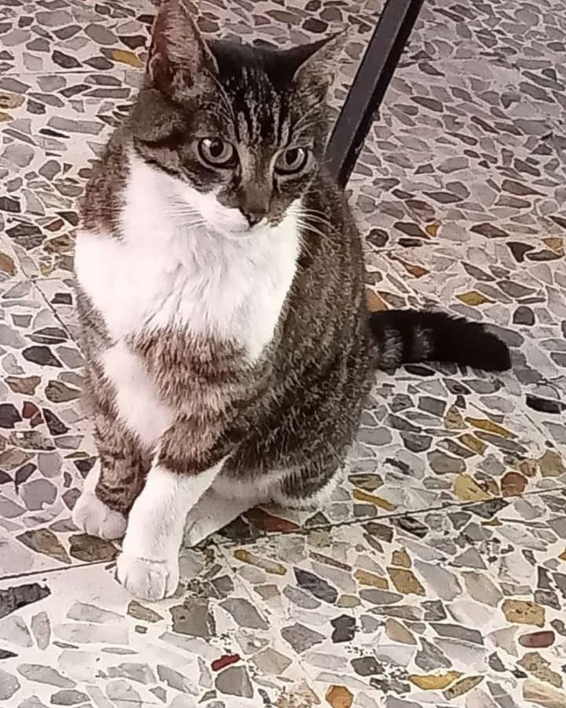 Signorina uccisa nel centro storico di Cerveteri, i dipendenti di Vicolo Sollazzi: "Addolorati, si faccia luce sull'accaduto"