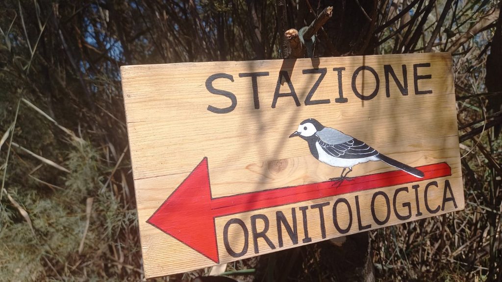 A Torre Flavia, a marzo, torna l’inanellamento degli uccelli migratori. Uno spettacolo pubblico dal vivo per grandi e bambini