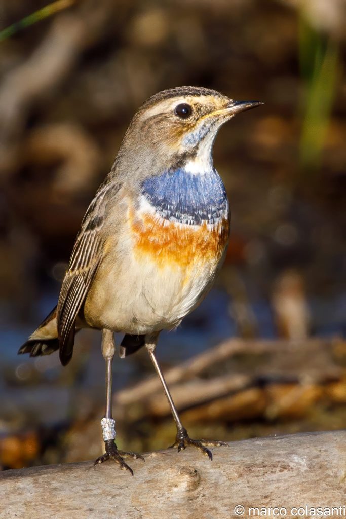 A Torre Flavia, a marzo, torna l’inanellamento degli uccelli migratori. Uno spettacolo pubblico dal vivo per grandi e bambini