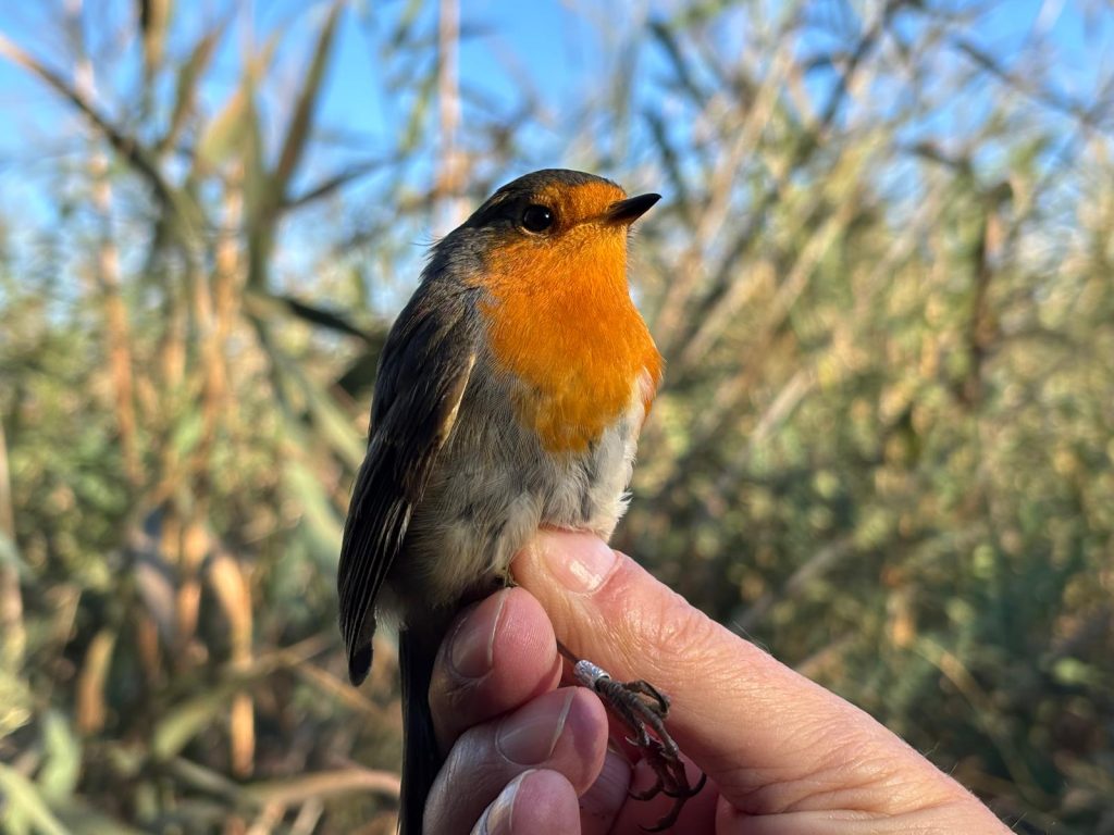 A Torre Flavia, a marzo, torna l’inanellamento degli uccelli migratori. Uno spettacolo pubblico dal vivo per grandi e bambini
