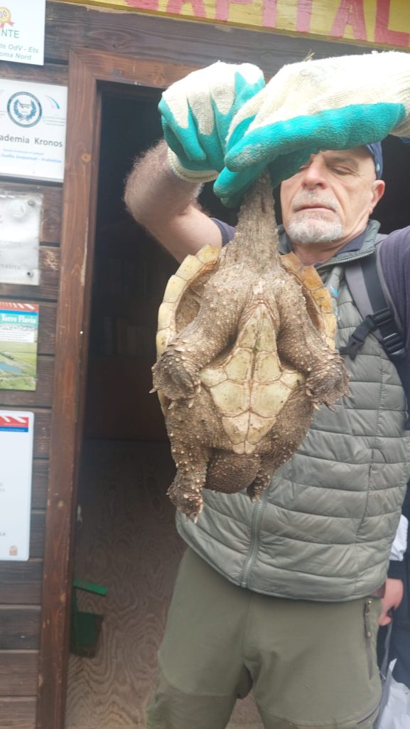 A Torre Flavia torna la tartaruga azzannatrice: nuovo avvistamento nella palude