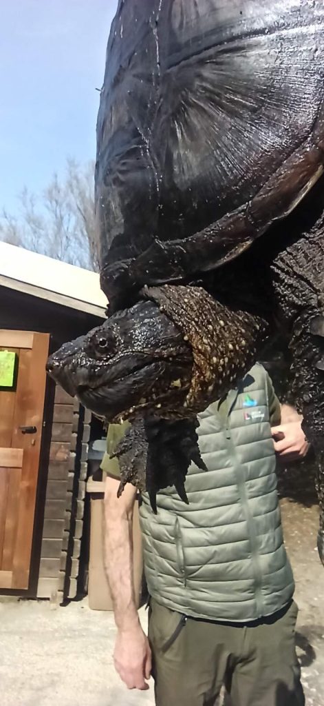 Due tartarughe azzannatrici recuperate in pochi giorni nella Palude di Torre Flavia