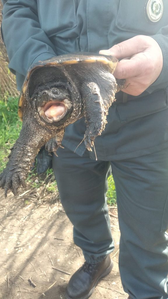 Due tartarughe azzannatrici recuperate in pochi giorni nella Palude di Torre Flavia