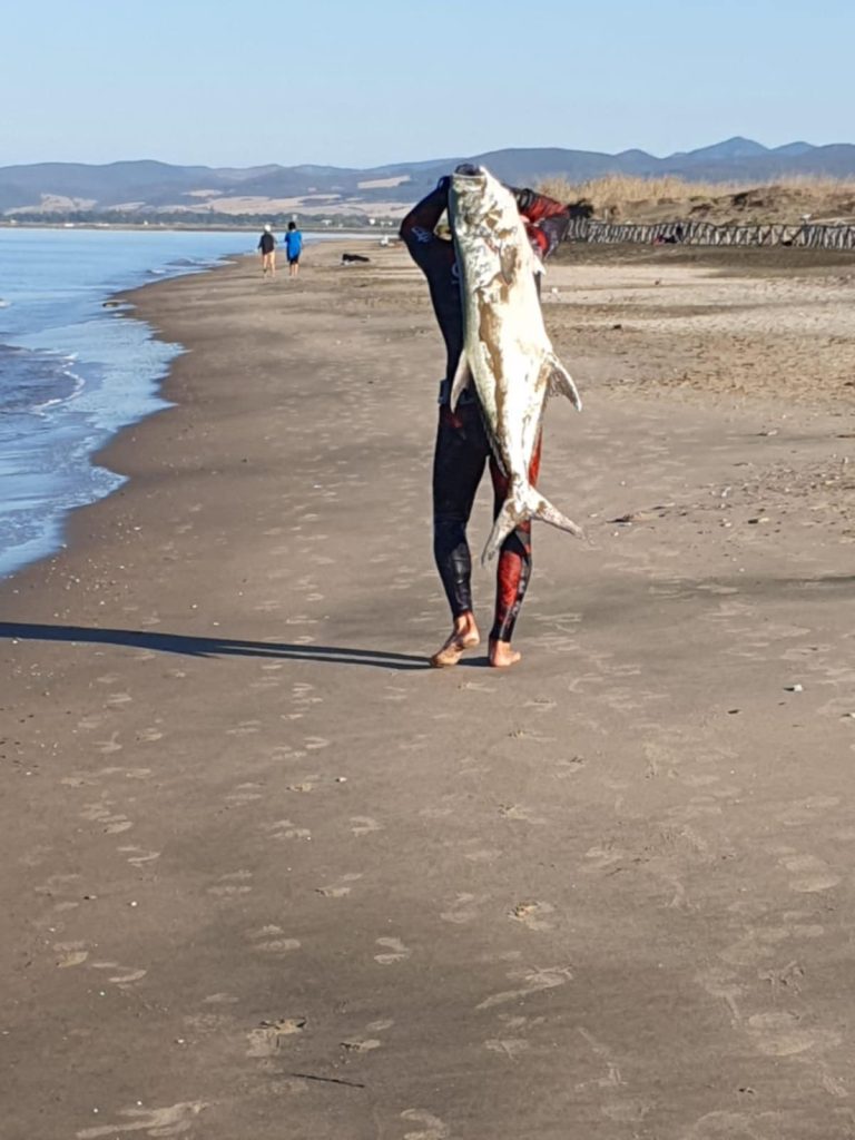 Ladispoli, pescata sulla spiaggia di Torre Flavia una Leccia definita gigantesca da Corrado Battisti