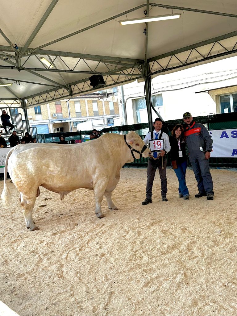 Cerveteri, AgriUmbria premia l’Azienda Luchenti con un primo posto e due terzi posti alla mostra Charolaise