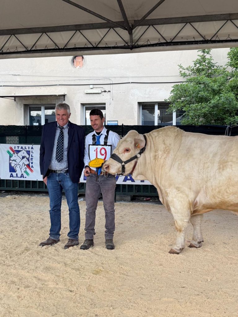 Cerveteri, AgriUmbria premia l’Azienda Luchenti con un primo posto e due terzi posti alla mostra Charolaise