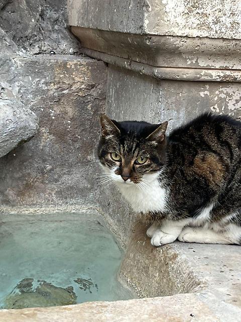 Cerveteri, una petizione per ricordare “Signorina”: chiesta una targa commemorativa nel centro storico