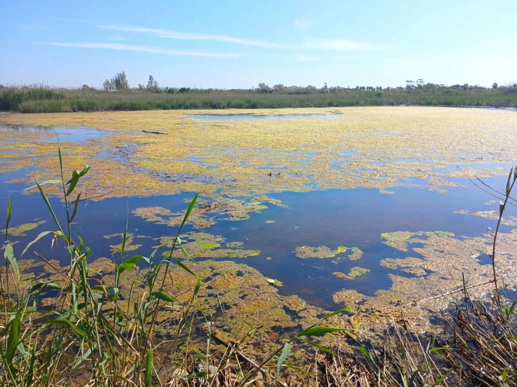 La Giornata Mondiale della Terra festeggiata alla palude di Torre Flavia di Ladispoli-Cerveteri