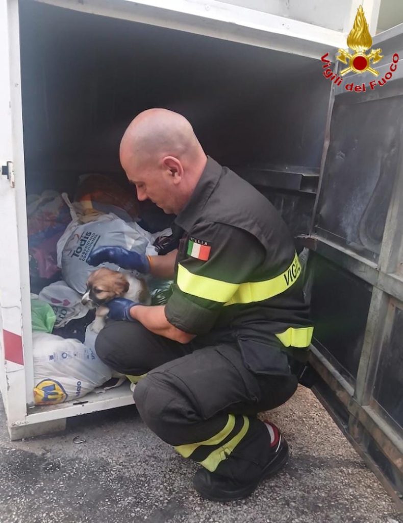 Cucciolo abbandonato in un raccoglitore di vestiti salvato dai Vigili del Fuoco a Civitavecchia