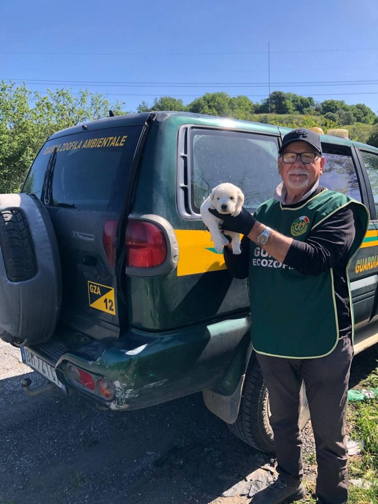 Cerveteri, sette cuccioli abbandonati nelle campagne