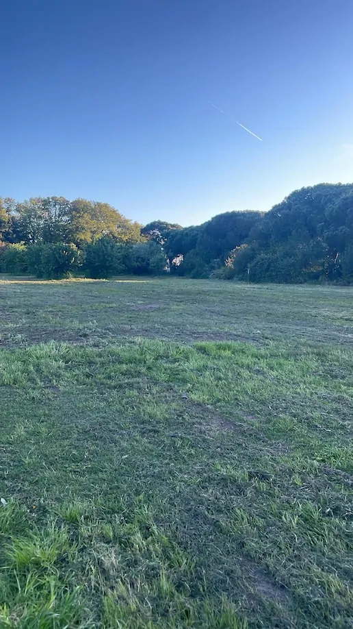 Bioma: "Distrutte orchidee protette a Ladispoli, atto di vandalismo ambientale”