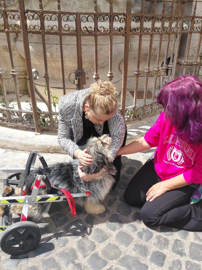 Cerveteri, l’appello della sindaca Gubetti per Sic, un cane investito e poi soccorso: “Cerca una casa vera”