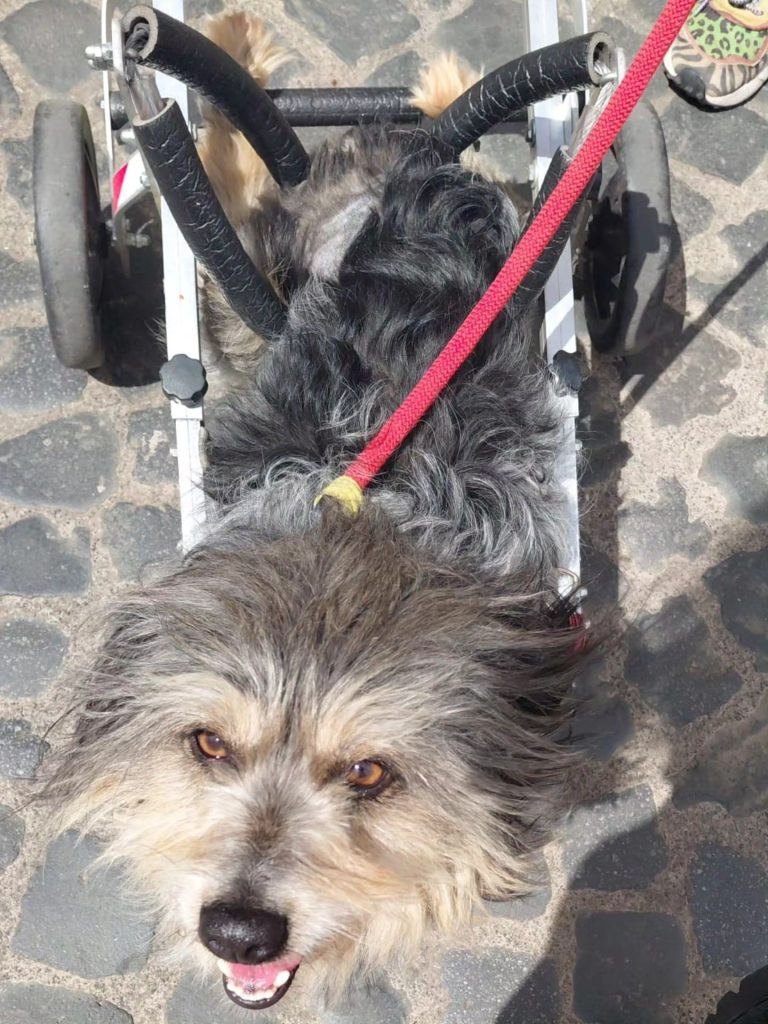 Cerveteri, l’appello della sindaca Gubetti per Sic, un cane investito e poi soccorso: “Cerca una casa vera”