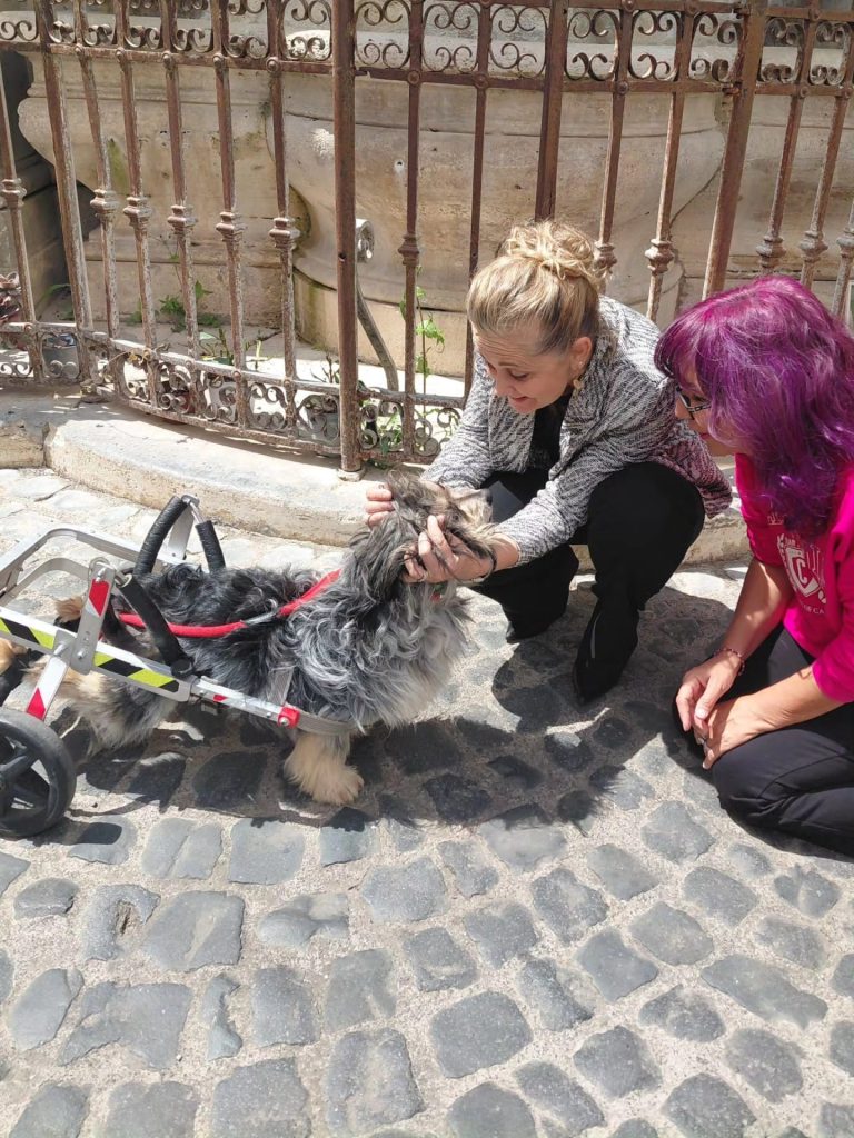 Cerveteri, l’appello della sindaca Gubetti per Sic, un cane investito e poi soccorso: “Cerca una casa vera”