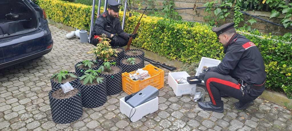 Cerveteri, Carabinieri scoprono serra di canapa domestica e munizioni illegali