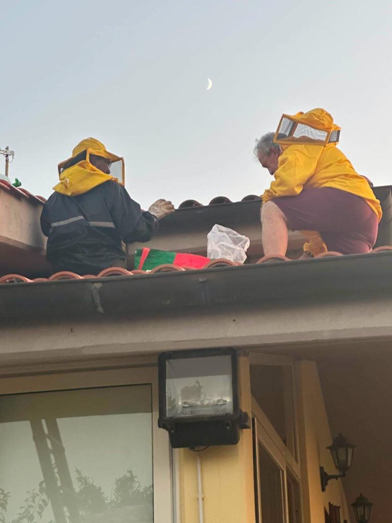 Ladispoli, nido di vespe rimosso da un comignolo. L’intervento delle Guardie Ecozoofile