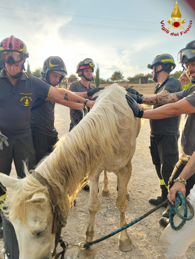 Civitavecchia, cavallo si accascia a terra. Lo salvano i Vigili del fuoco