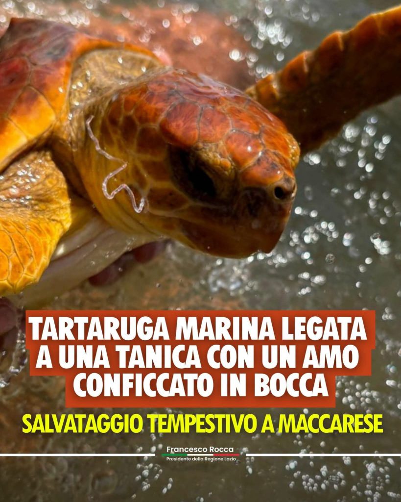Maccarese, salvata una Caretta caretta ferita: presto tornerà libera in mare