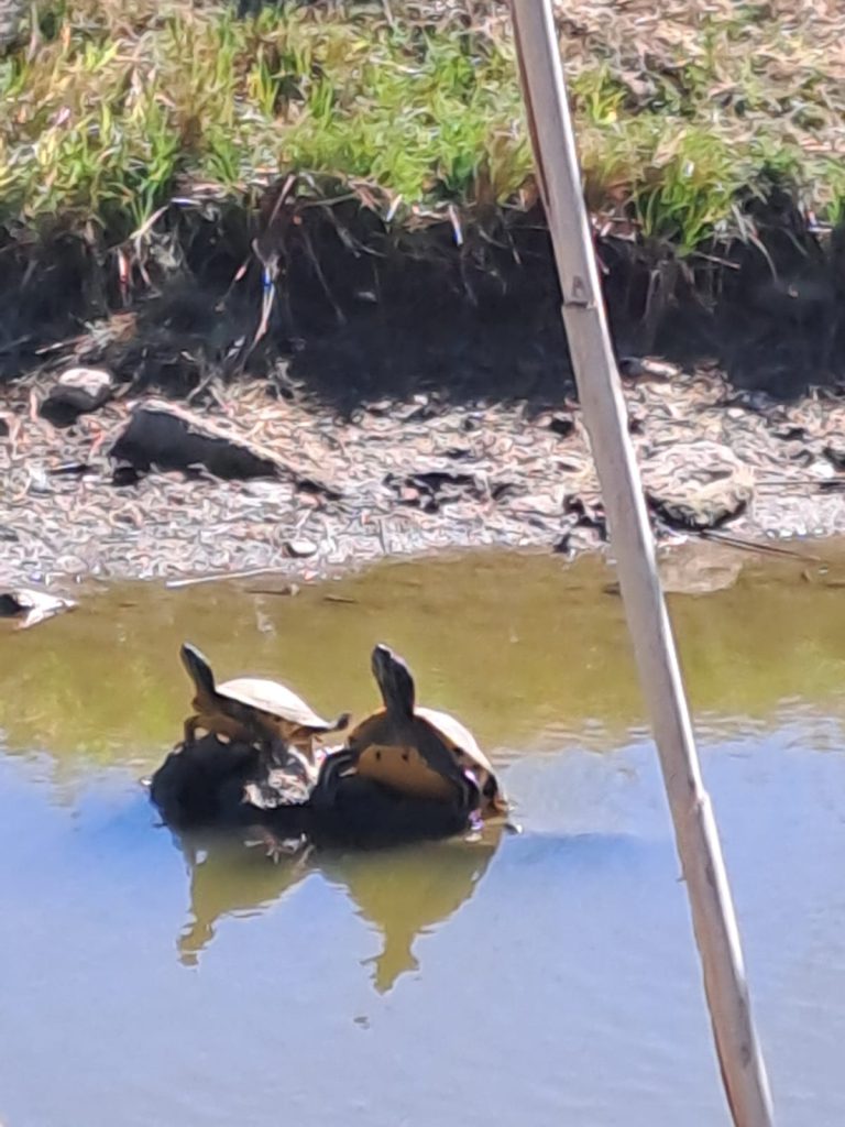 Emergenza specie aliena a Torre Flavia: recuperata una Trachemys a pochi passi dalla riserva