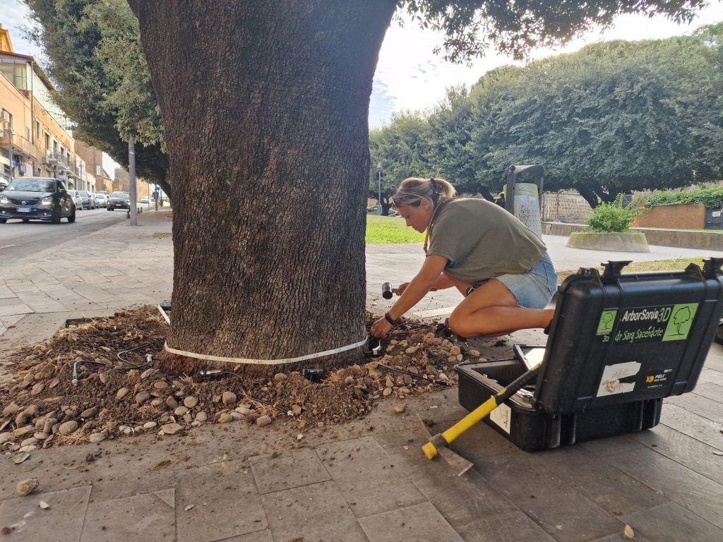 Cerveteri, controlli e interventi sui lecci storici del Parco della Rimembranza