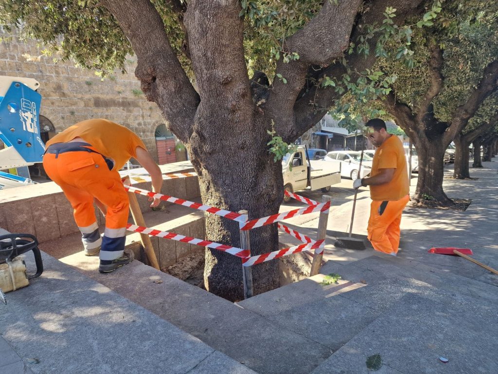 Cerveteri, controlli e interventi sui lecci storici del Parco della Rimembranza