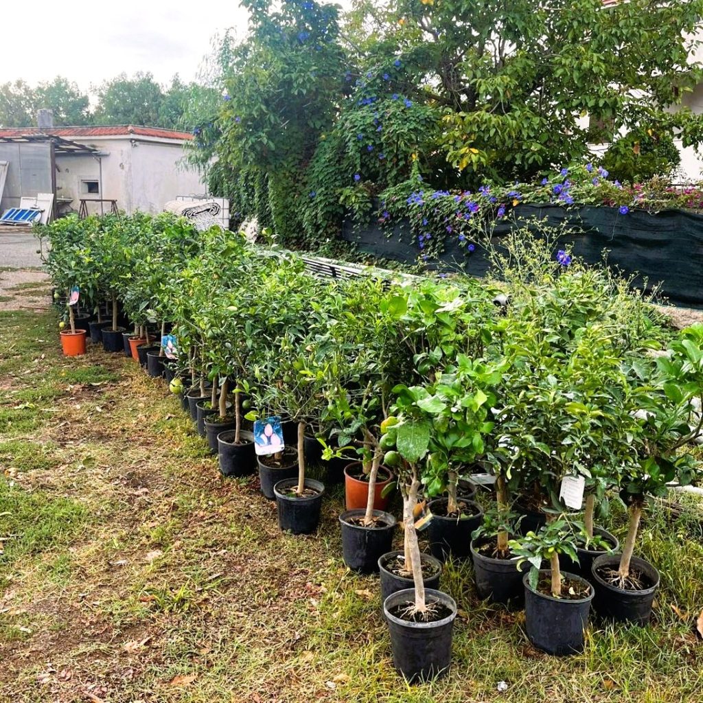 Cerveteri, presto a dimora 150 nuovi alberi donati da Etruria Eco Festival alla città